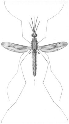 biologicheskoe oruzhie nacistov komar